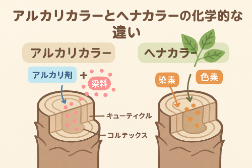 ヘナカラーとアルカリカラーの違い